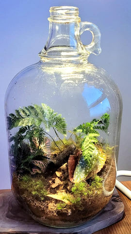 A simple bioactive terrarium I made with springtails and isopods.