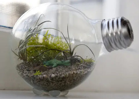 Buzzfeed terrarium with air plant and preserved moss