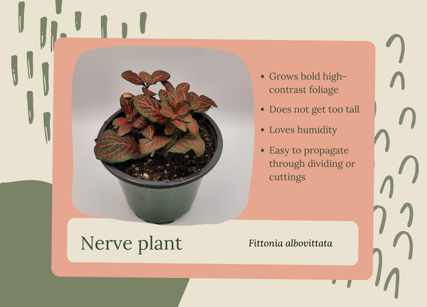 Nerve plants grow well in closed terrariums