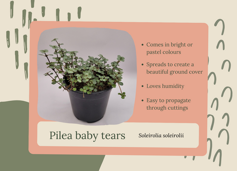 Pilea baby tears grows well in terrariums
