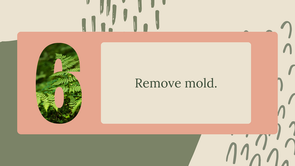 Terrarium care guide- mold