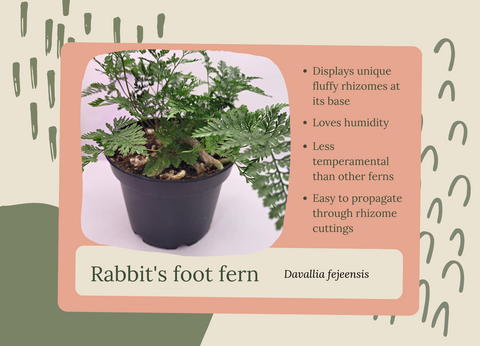 Rabbit's foot ferns grow well in closed terrariums