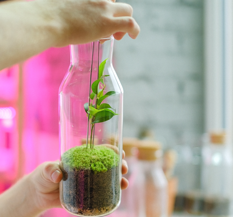 Terrarium Maintenance in Edmonton | Planted Glass Terrariums