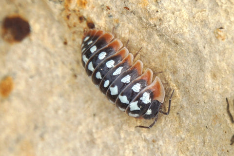 A clown isopod with bright orange, white and black coloring.