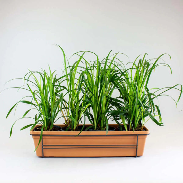 Jardinera con serpentina | Liriope muscari