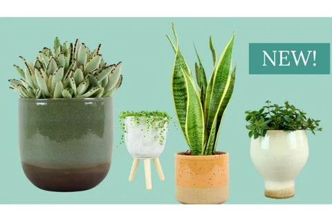 Colección de plantas de fácil cuidado