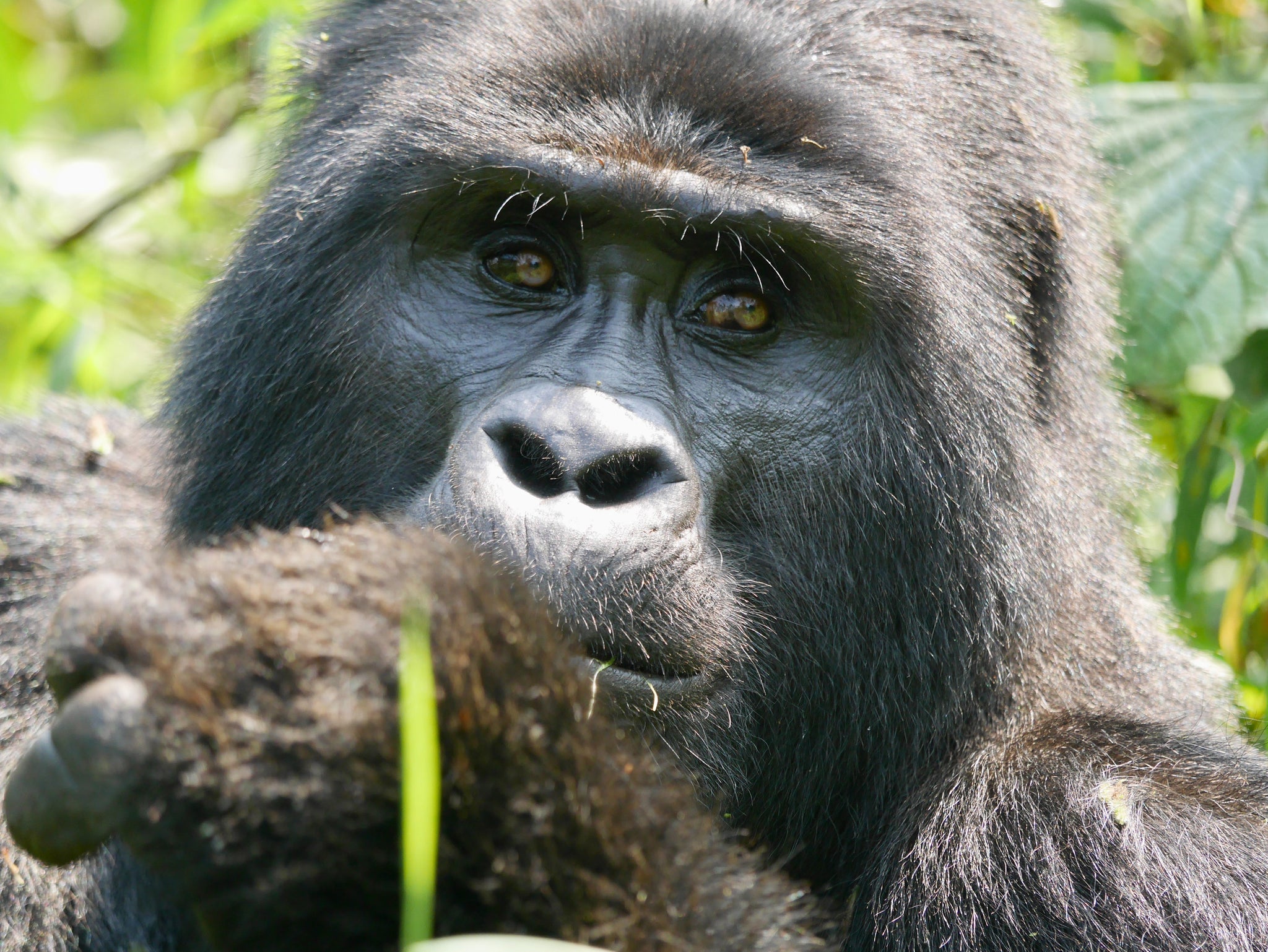 Mountain gorilla - Caterina Sanders via Unsplash