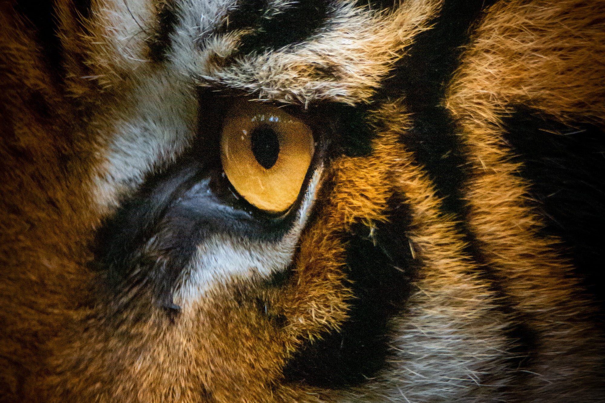 Close up of tiger - credit Ralph Mayhew via Unsplash