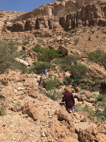 Bedouin Frankincense harvest