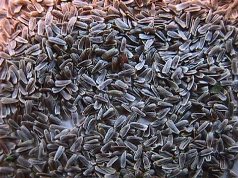 Yarrow seeds