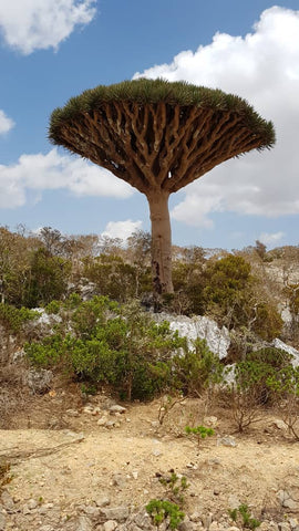 Socotran Dragons Blood Tree