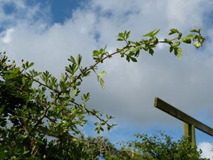 hawthorn growth