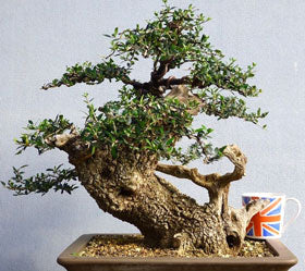 olive bonsai