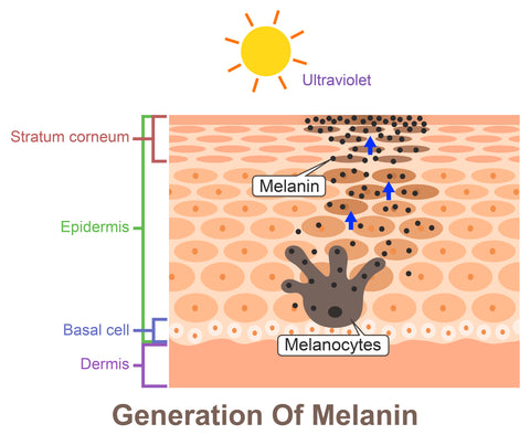 Why is melanin important