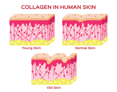 Collagen in Human Skin