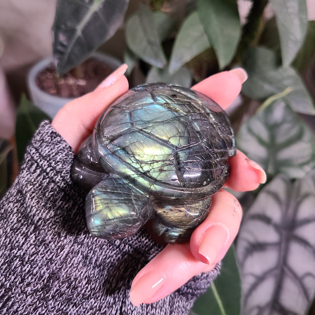 Moss Agate Mini Turtles – Limitless Boutique US