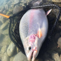 Monster Trout from NZ caught with Cleardrift Soft Beads