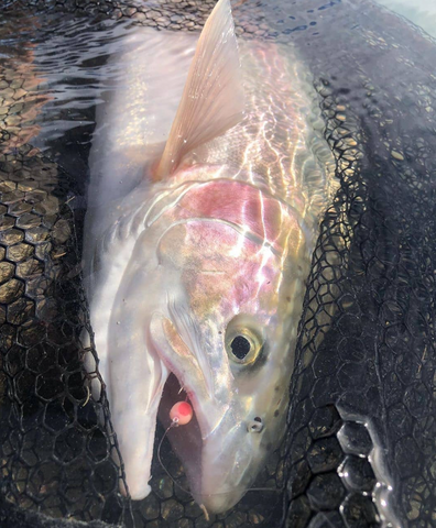 trout being caught with cleardrift soft beads