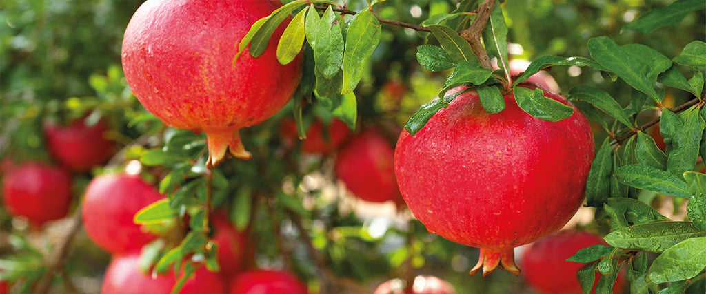 Pomegranate, a powerful source of antioxidants and VITAMIN C