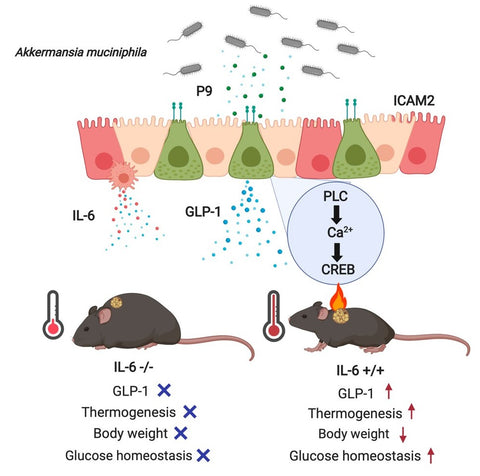 Akkermansia Municiphalia Effect On Mice