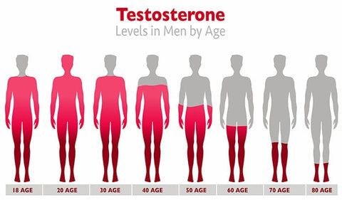 testosterone levels by age - black forest