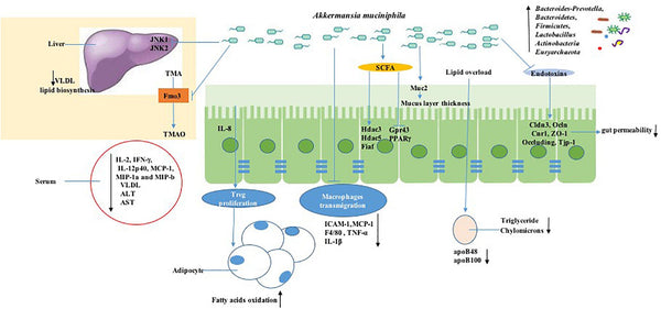Graphic on the Role of Akkermansia Muciniphila in Gut Health and Weight Management