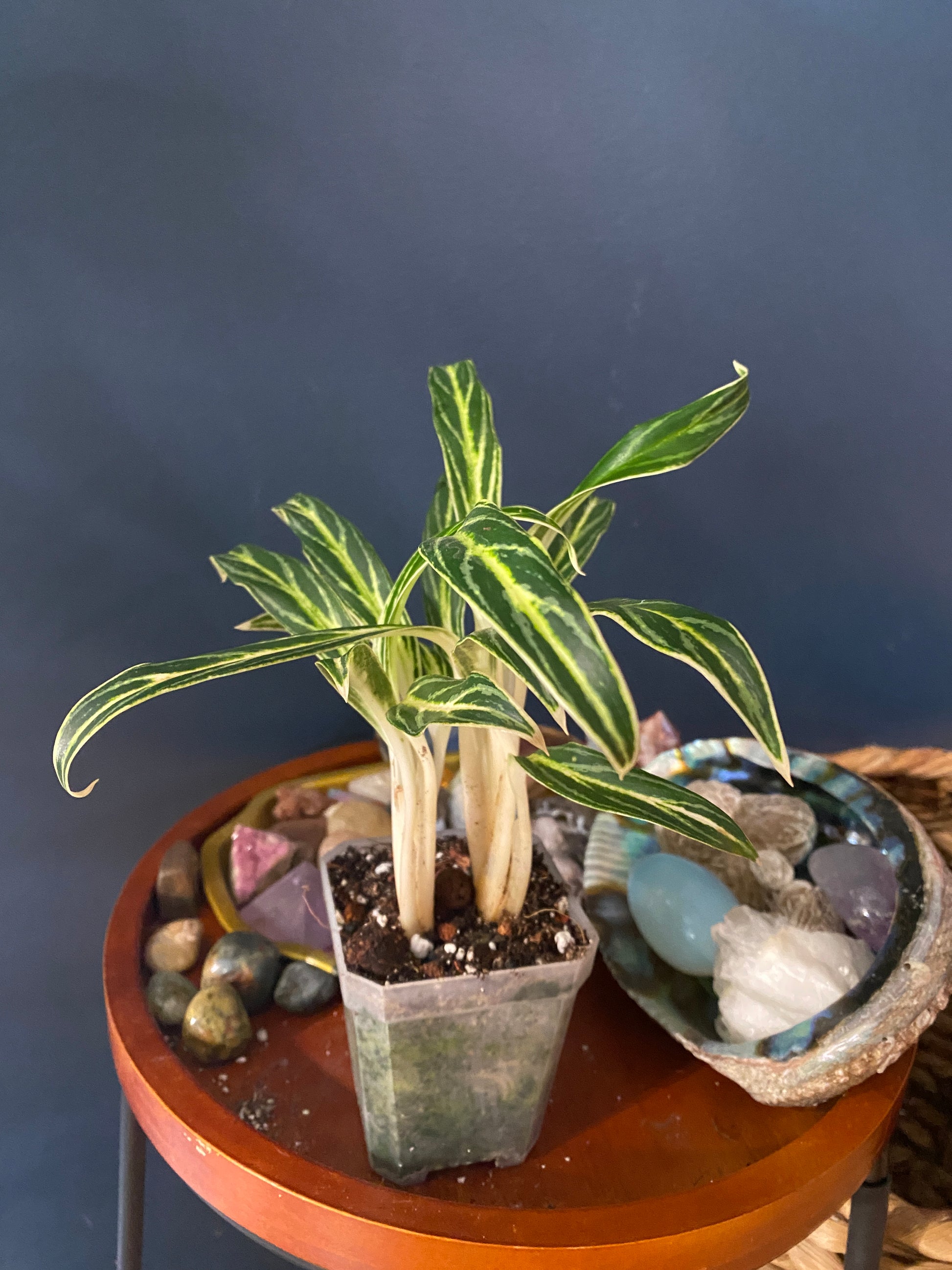 Aglaonema Bamboo / Bambu Chinese Evergreen | Moonstone Plants