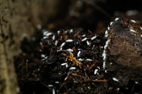 A group of springtails eating decaying matter in the substrate of a terrarium 