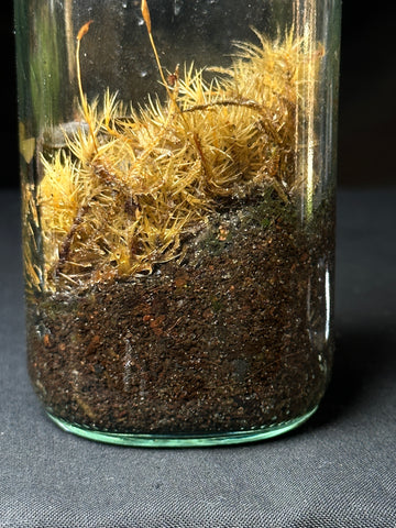 An overwatered terrarium with no drainage. The moss is yellow and is dying