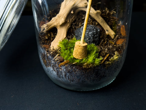 Planting cushion moss in a terrarium by pushing it down onto the substrate