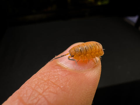 Small red isopod on a fingernail