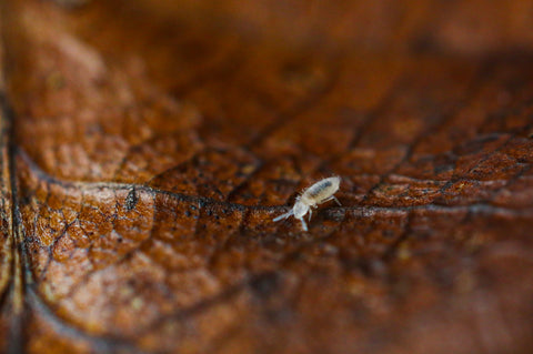 A tiny white springtail on a dries leaf