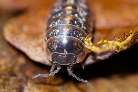 A grey and brown isopod crawling on a leaf