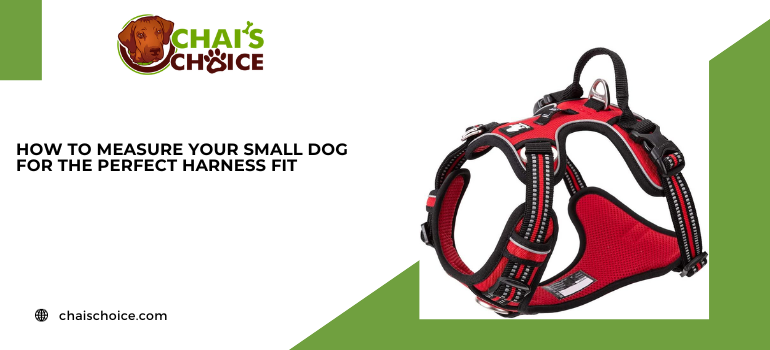 How to Measure Your Small Dog for the Perfect Harness Fit