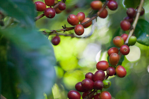 Arabica Coffee Beans