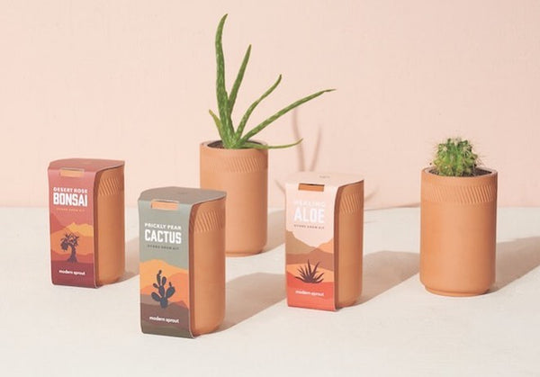 Modern Sprout's clay pot succulent series on a pink backdrop 