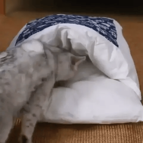 cat going inside sleeping bag for cats
