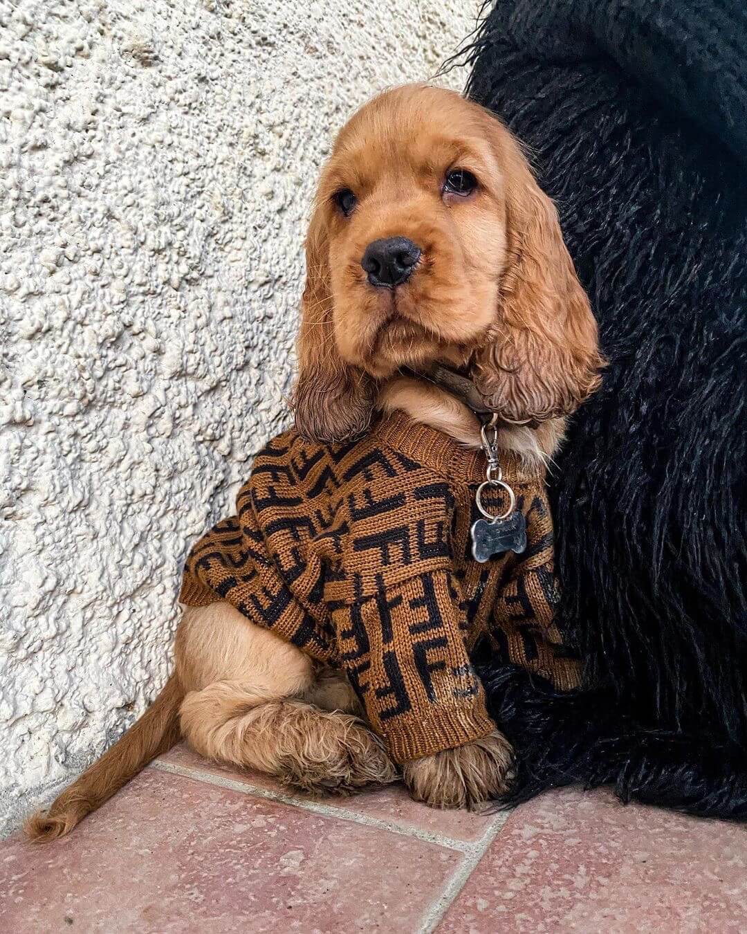 cocker spaniel sweater