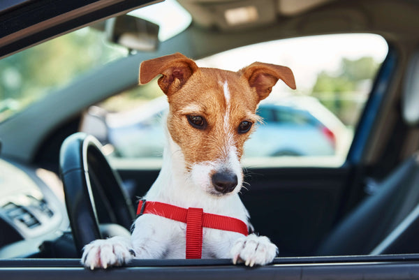 Animaux en voiture