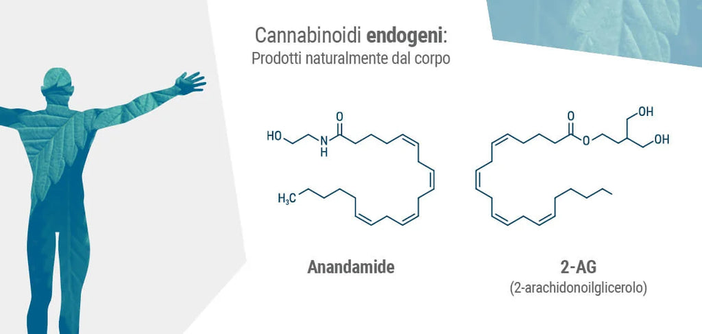 endocannabinoid system and anandamide and 2AG