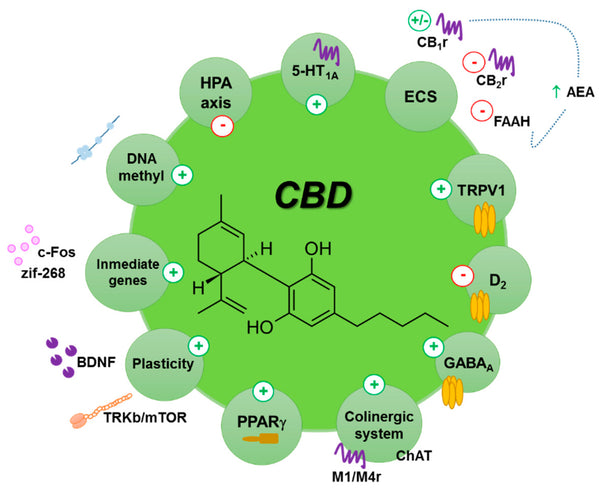 interaction du CBD avec différents récepteurs