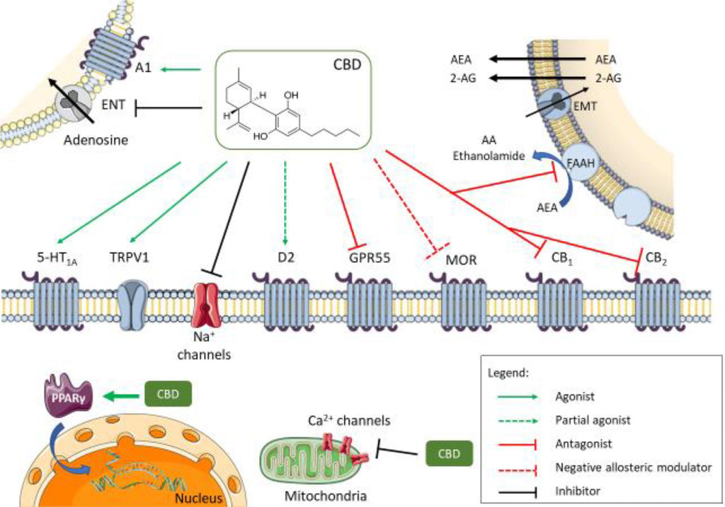 CBD ligand récepteurs TRPV1 GPR55 CB1 CB2 5-HT1A PPAR gamma 