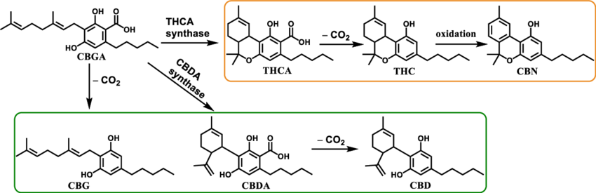 a conversion du CBGA (cannabigerolic acid) en CBDA (cannabidiolic acid) ou THCA (tetrahydrocannabinolic acid) est catalysée par des enzymes spécifiques. Ces enzymes sont:  Pour la conversion du CBGA en CBDA : CBDA synthase. Pour la conversion du CBGA en THCA : THCA synthase. Ces enzymes sont spécifiques à chaque voie de biosynthèse et déterminent quel cannabinoïde majeur sera principalement produit par une plante de cannabis particulière.