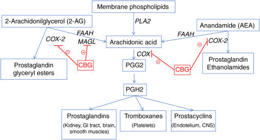 CBG inhibition COX2 et FAAH