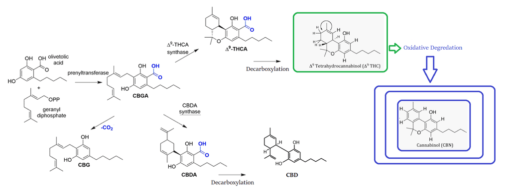 synthèse du CBN à partir du THC
