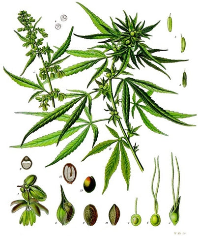 Drawing cannabis sativa L.