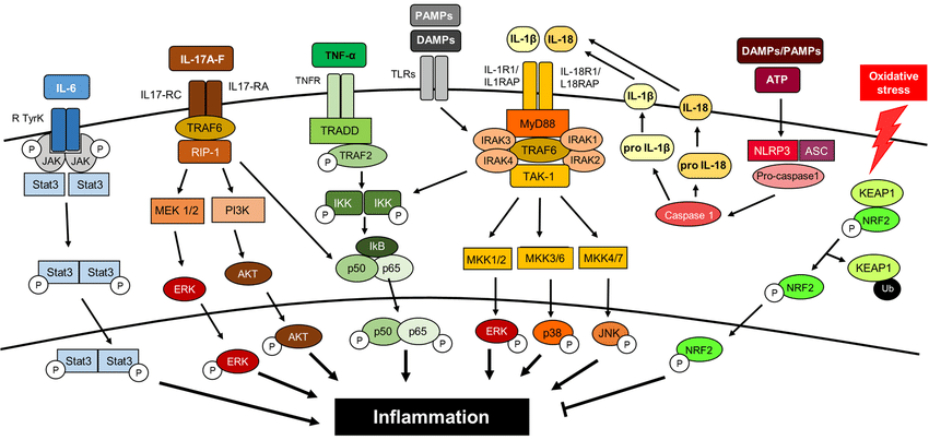 les Cytokines activent les voies de signalisation de l'inflammation