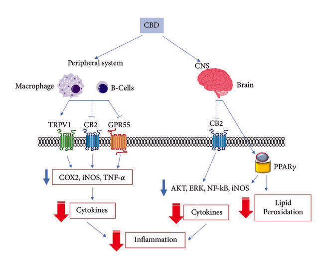 General representation of the signaling pathways involved in CBD anti-inflammatory effects