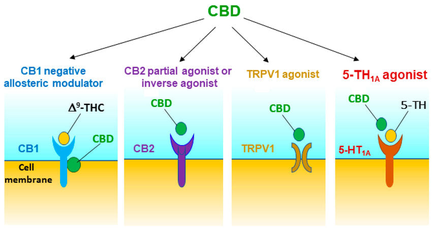 Potential receptor mechanisms underlying CBD's action against drug reward and addiction.