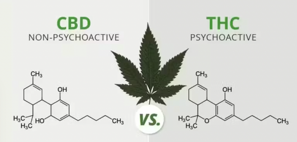 CBD versus THC, quelles différences ?